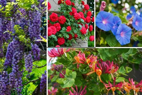 10 Best Iowa Flowering Vines Garden Lovers Club