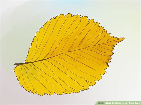 3 Ways to Identify an Elm Tree - wikiHow