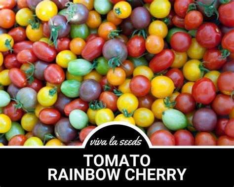 Tomato Rainbow Cherry 50 Seeds Heirloom Non Gmo Lycopersicon