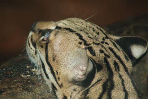 Marbled Cat stock image. Image of brown, haired, marbled - 176725143