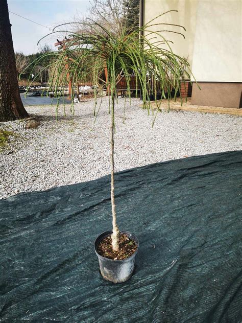 Żywotnik olbrzymi WHIPCORD Thuja plicata SZCZEPIONY NA PNIU Cena