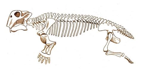 Lystrosaurus