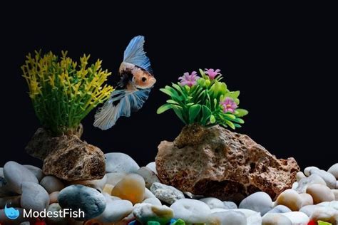 How To Set Up A Betta Fish Tank: Step By Step Guide