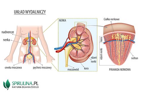 Poliuria Algi Spirulina I Chlorella