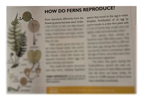 SOLUTION: How do ferns reproduce - Studypool