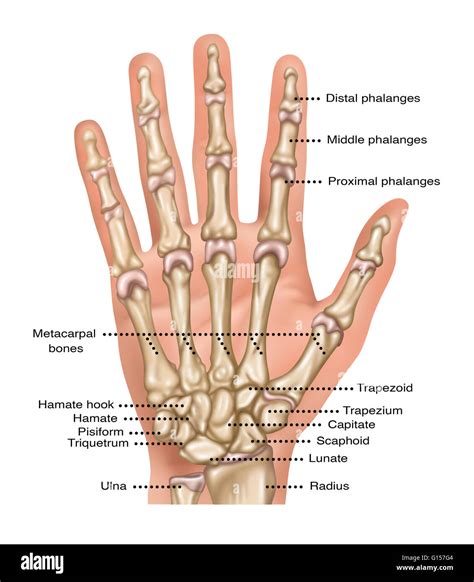 Illustration Showing The Bones Of The Hand And Wrist Making Up The