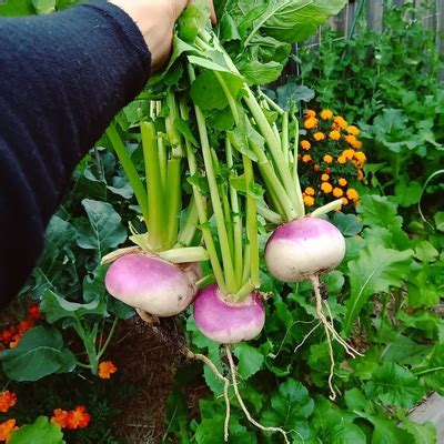 Turnip Guide | The Home Garden