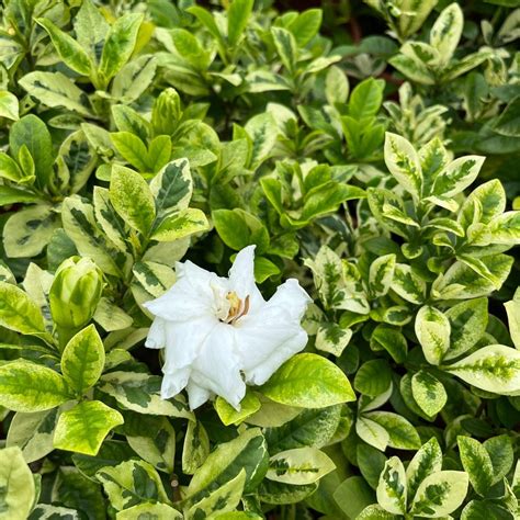 Gardenia Jasminoides Variegata M Furniture Home Living