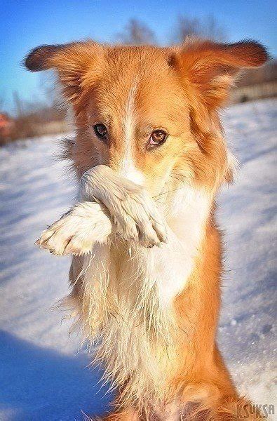 Фотосессия самой скромной собаки в мире Animals And Pets, Funny Animals ...