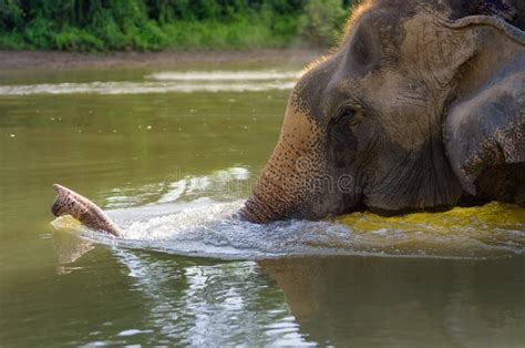 Elephant Swim stock image. Image of africa, trunk, large - 10279853