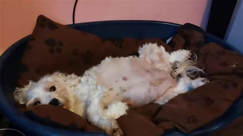 Pregnant Maltese Female Day 58 Youtube