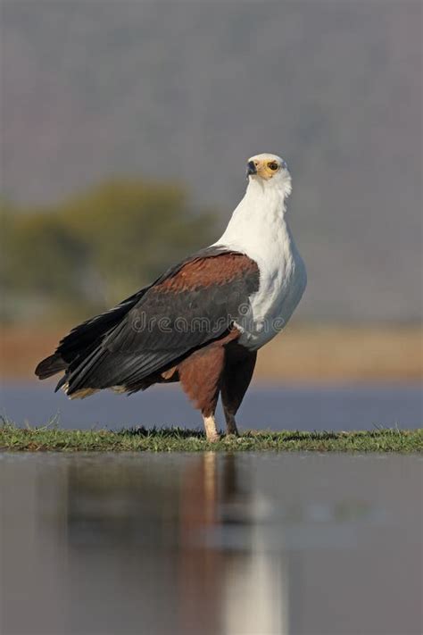 African Fish Eagle Haliaeetus Vocifer Stock Image Image Of African