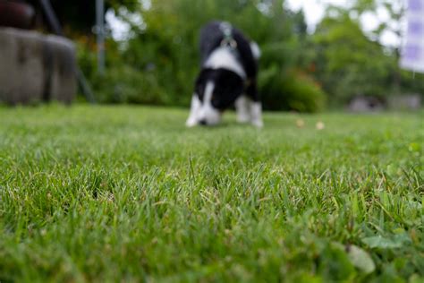 Braune Flecken Im Rasen Durch Hunde Urin Expertenrat Tips