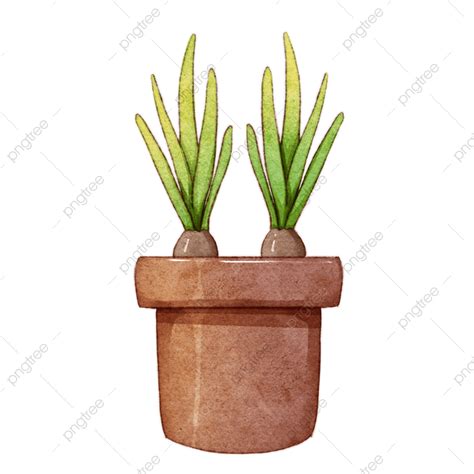 Pot Png Image Daffodils Potted Flower Pot Flower Pot Potted Plants