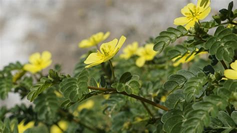 Premium Photo Tribulus Terrestris Also Known As Caltrop Tribulus