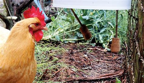 Chicken Feeder For Efficient Feeding