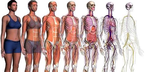 Curiosidades Sobre O Corpo Humano Fatos Desconhecidos