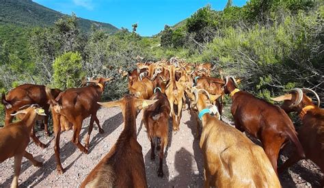 Imma Puigcorb On Twitter Rt Meteomauri Una Pastora Una Ramadera