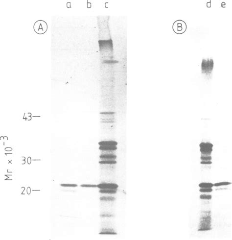 Characterization Of S Labeled Proteins With Anti Serum Against