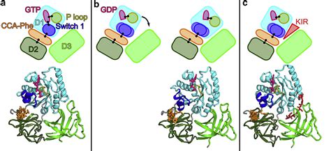 TRNA Dissociation From EF Tu After GTP Hydrolysis Primary Steps And