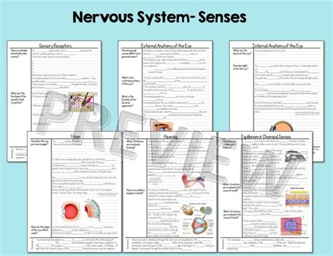 Anatomy And Physiology Notes Bundle Suburban Science