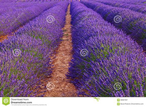 Лаванда красивых цветов фиолетовая Fields около Valensole, Провансали ...