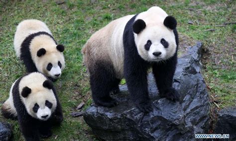 Pairi Daiza Zoo Hosts Five Giant Pandas In Brugelette Belgium Global