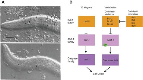 Working With Worms Caenorhabditis Elegans As A Model Organism