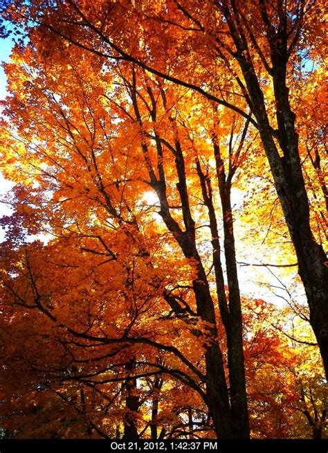 tennessee fall colors | Fall Colors Monteagle TN | Pretty Woman | Fall ...