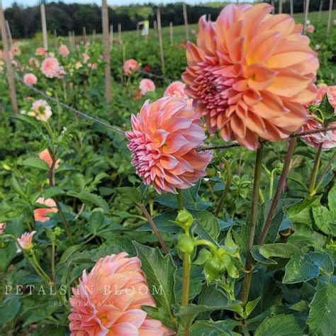 Peaches N Cream Dahlia Tubers Petals In Bloom Flower Farm