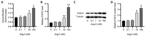 Ang Ii Induced Cell Proliferation Increase And Fgf Upregulation A