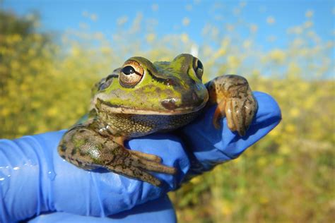 Endangered species research: saving the southern bell frog