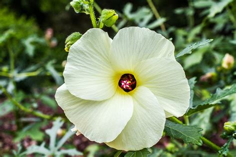 Descubriendo El Hibisco Y Sus Usos Beneficiosos Flores Y Plantas Iris