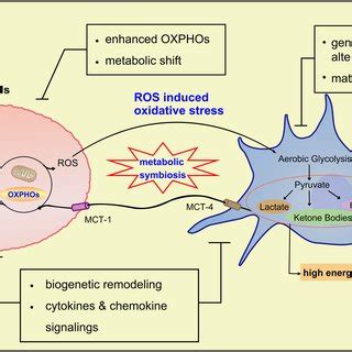 Oxidative stress-mechanism in the reverse Warburg effect. Reactive ...