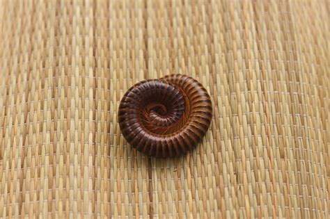 Millipede Control And Treatments For The Home Yard And Garden