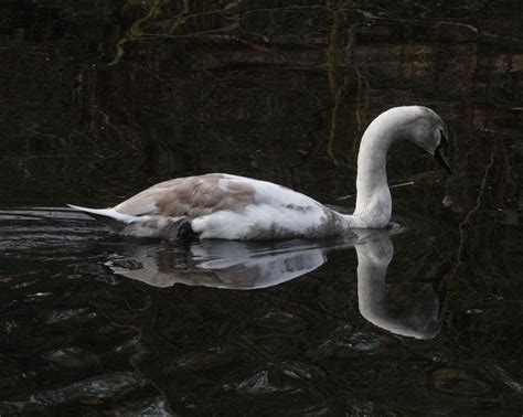 Photo Cygne Tubercul Cygnus Olor Observations Be