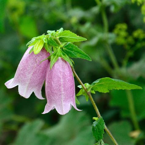 Campanula Bell Flower Care | Best Flower Site