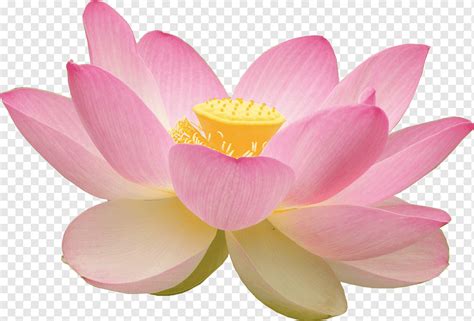 Nelumbo Nucifera Aquatic Plants Egyptian Lotus Lilium Flower Water