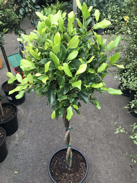 Ficus Emerald Standard Double Platted Westlake Nursery