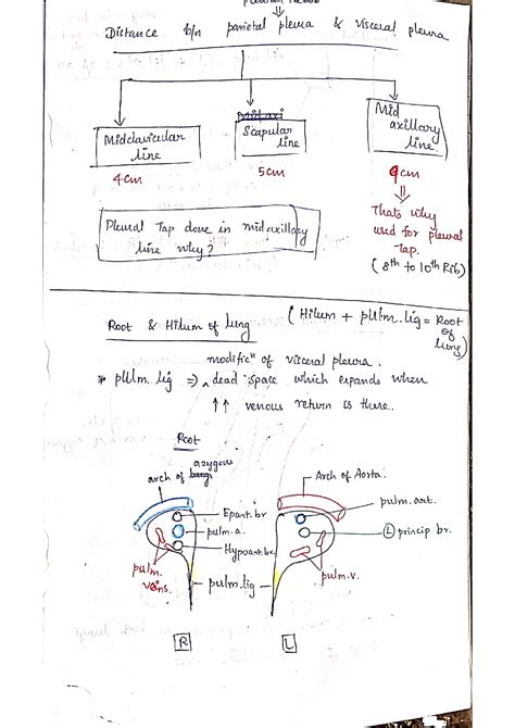 Solution Pleura Lungs Bps Broncho Pulmonary Seg Anatomy Notes Studypool