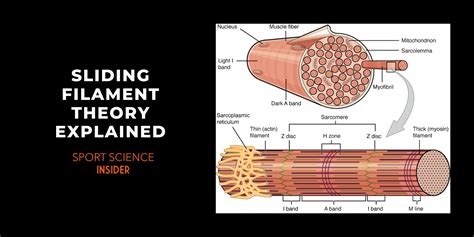 Physiology Sport Science Insider