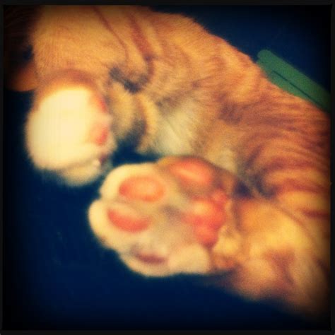 Orange Tabby Kitty Paws Love Cat Paws Orange Tabby Tabby