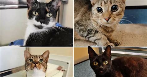 Can You Give These Cats A Home These Adorable Animals Are Desperate To