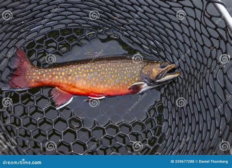 Beautiful Male Brook Trout In Spawning Colors Full Length In A Landing