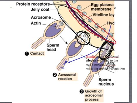 Acrosomal Reaction Science Showme