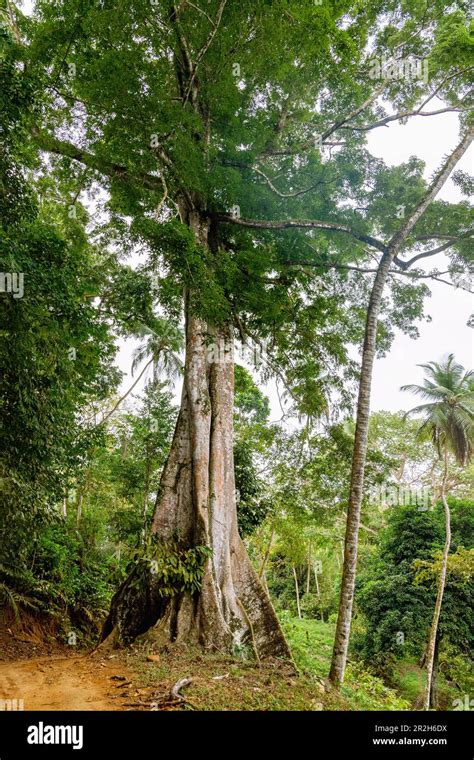 Kapok Tree Ceiba Pentandra With Large Buttress Roots On The Island Of