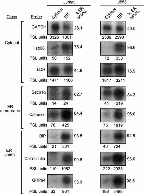 Steady State Mrna Partitioning Between Cytosolic And Er Bound