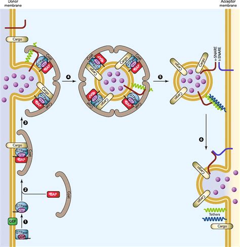 COPII And COPI Traffic At The ER Golgi Interface Physiology