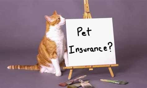 15 Best Pet Insurance UK - Mnepo Pets