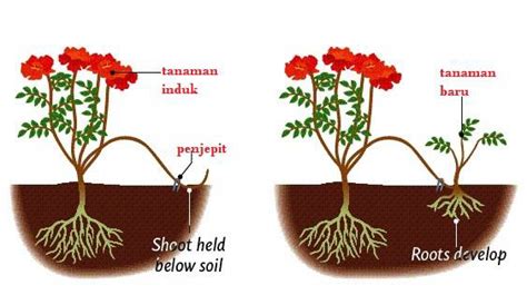 Intan Nirmala Blogs Reproduksi Vegetatif Dan Generatif Pada Tumbuhan